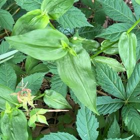 Photo of the plant species Asiatic Dayflower by @ZarfWingfern14 named Zeus on Greg, the plant care app