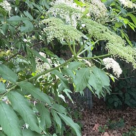 Photo of the plant species American Black Elderberry by @ZarfWingfern14 named Anne on Greg, the plant care app