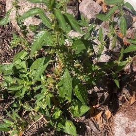Photo of the plant species Virginia Copperleaf by @ZarfWingfern14 named LiloStitch on Greg, the plant care app