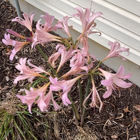 Photo of the plant species Resurrection Lily by @ZarfWingfern14 named Robert Plant on Greg, the plant care app