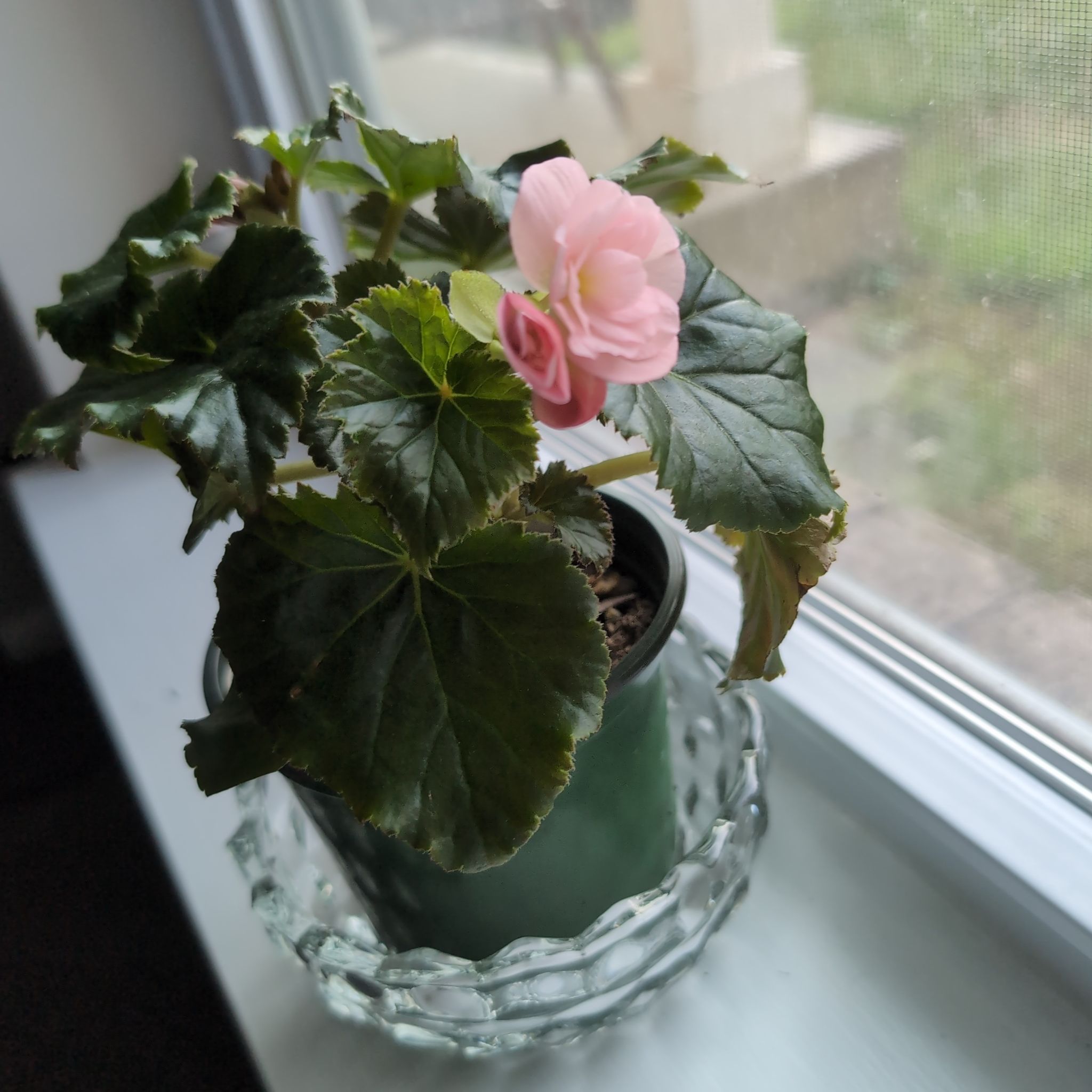 Photo of the plant species Begonia 'Dragone Champagne' by @UniqueStarsedge named Terra on Greg, the plant care app