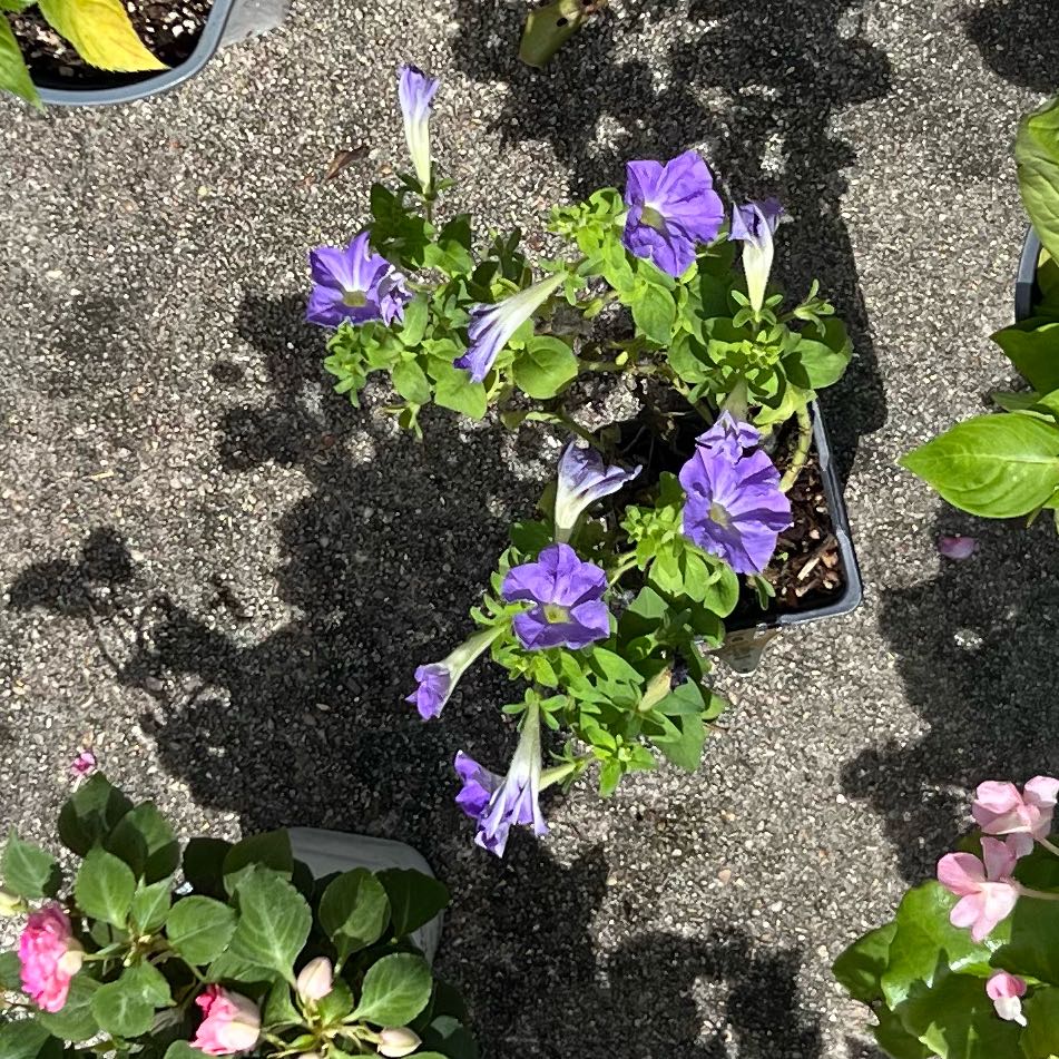 Photo of the plant species African Bindweed by @MightyAster57 named Athena on Greg, the plant care app