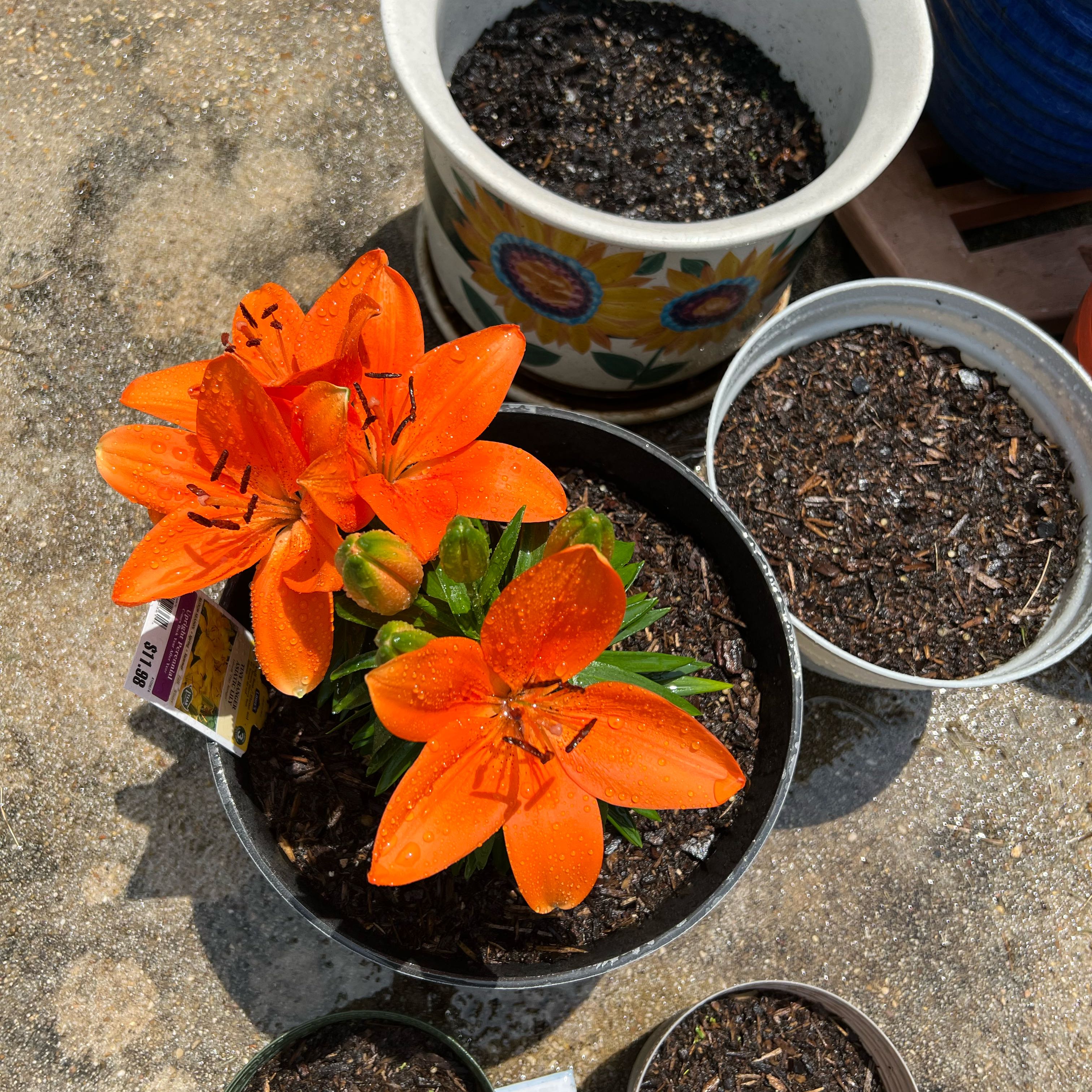 Photo of the plant species Orange Tiger Lily by @MightyAster57 named Harper on Greg, the plant care app