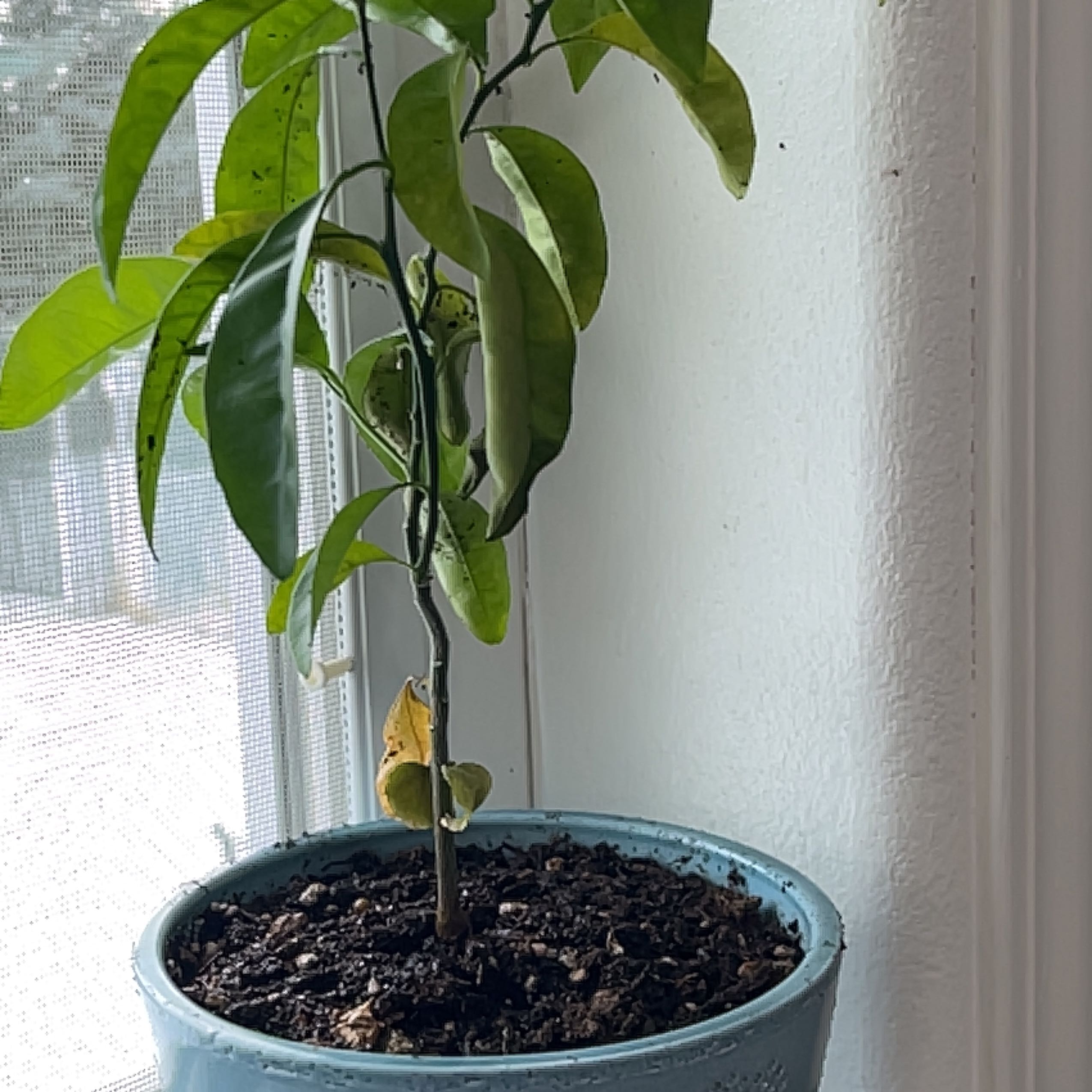 Mandarin orange plant in a blue pot near a window with some yellowing leaves.