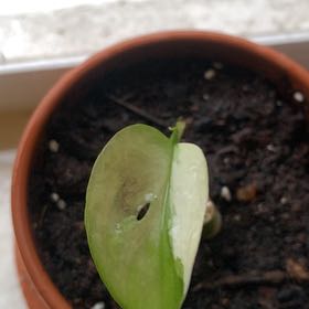 Photo of the plant species Variegated Monstera Adansonii 'Albo' by @AdeptDogrose31 named Marilyn on Greg, the plant care app