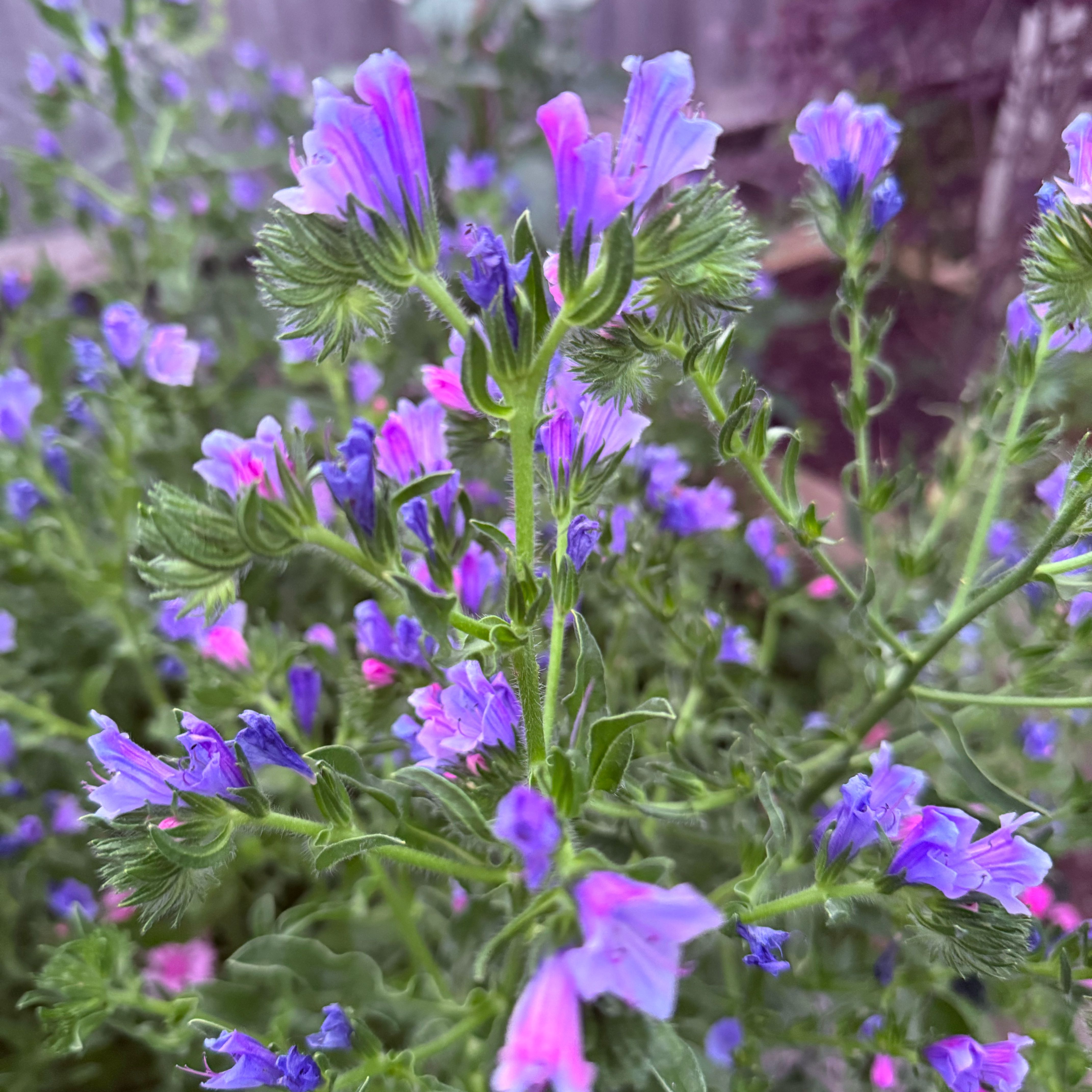 Photo of the plant species Common Viper's-Bugloss by @GenialLime14 named Coco on Greg, the plant care app