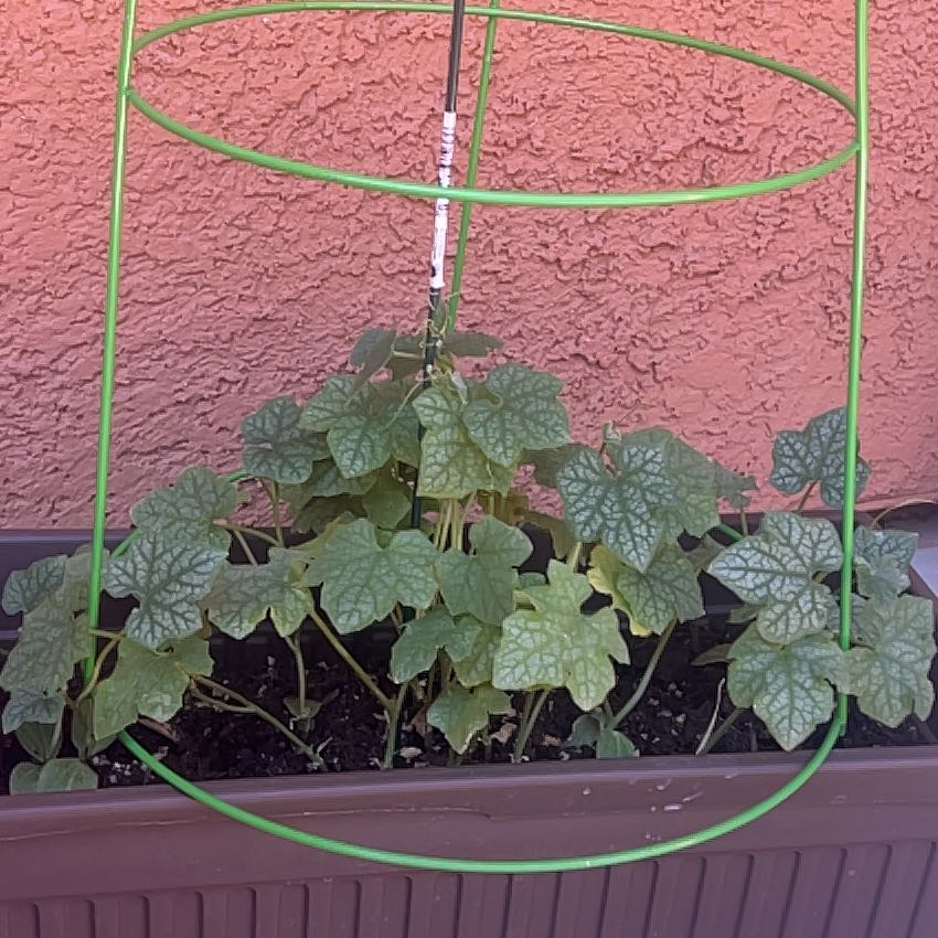 Photo of the plant species Sponge Gourd by @DeftKaraka24 named Sir Plancelot on Greg, the plant care app