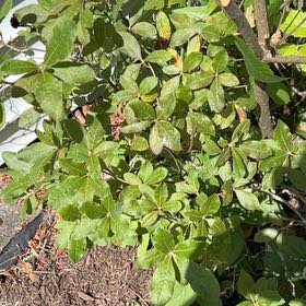 Photo of the plant species Western Azalea by @VibrantJicaro96 named Fernie Saunders on Greg, the plant care app