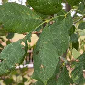 Photo of the plant species Oregon Ash by @TopCobnut6 named Pax on Greg, the plant care app