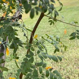 Photo of the plant species Caesalpinia Mexicana by @TopCobnut6 named Apollo on Greg, the plant care app