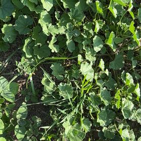 Photo of the plant species Cheeseweed Mallow by @TopCobnut6 named Osmo on Greg, the plant care app