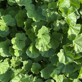 Photo of the plant species Cheeseweed Mallow by @TopCobnut6 named Gobi on Greg, the plant care app