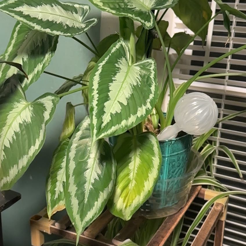 Photo of the plant species Schismatoglottis calyptrata var. celebica by @TidyGinseng35 named Shakira on Greg, the plant care app