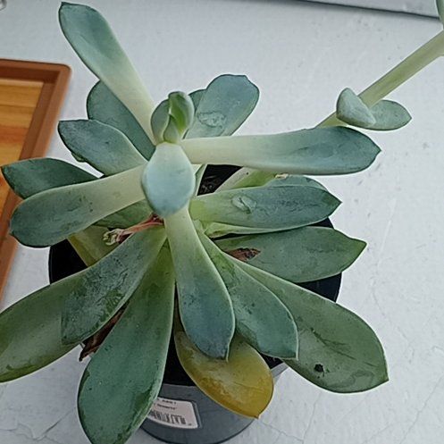 Photo of the plant species Pachyveria 'Blue Quartz' by @HeirRosebush51 named Gates on Greg, the plant care app
