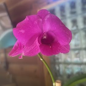 Photo of the plant species Dendrobium Orchid by @HipTinybluet12 named Huckleberry Fern on Greg, the plant care app