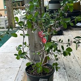 Photo of the plant species Barbados Cherry by @HipTinybluet12 named Diana on Greg, the plant care app
