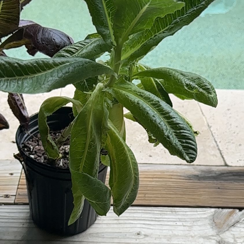 Photo of the plant species Romaine Lettuce 'Rosaine' by @HipTinybluet12 named Robert Plant on Greg, the plant care app