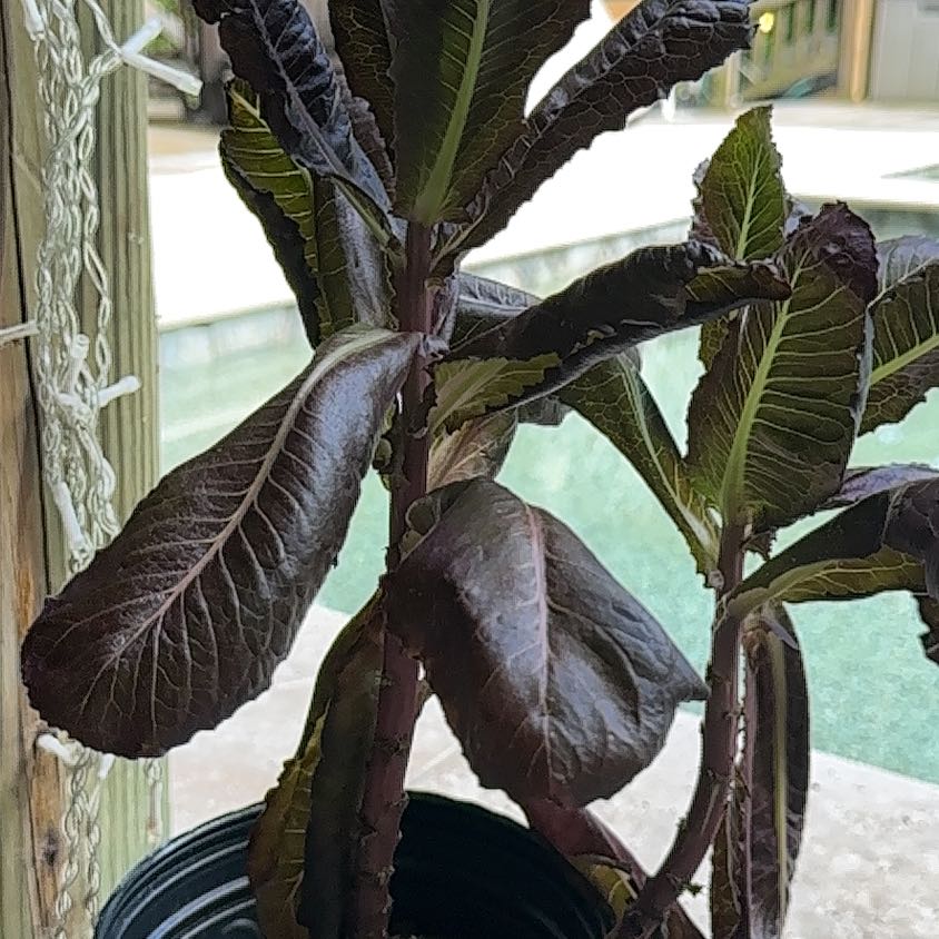 Photo of the plant species Red Romaine Lettuce by @HipTinybluet12 named Walt on Greg, the plant care app