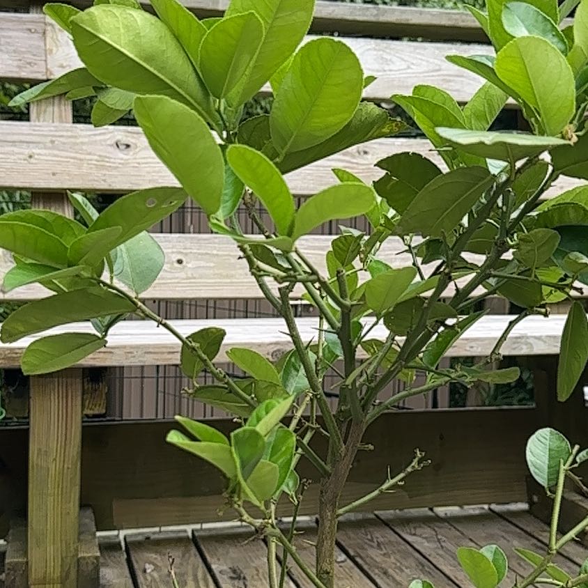 Photo of the plant species Ponderosa Lemon by @HipTinybluet12 named Apollo on Greg, the plant care app