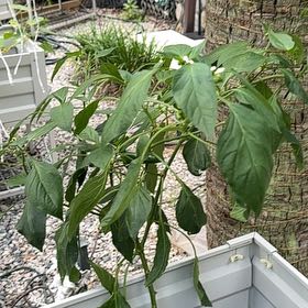 Photo of the plant species Fresno Chili by @HipTinybluet12 named Orwell on Greg, the plant care app