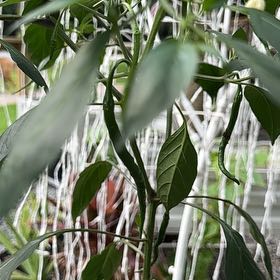 Photo of the plant species Cayenne Pepper by @HipTinybluet12 named Marilyn on Greg, the plant care app