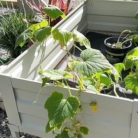 Photo of the plant species Garden Sweet Burpless Cucumber by @HipTinybluet12 named Rihanna on Greg, the plant care app