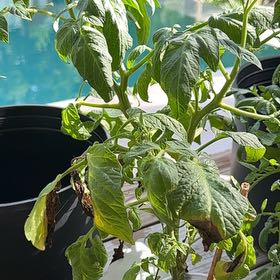 Photo of the plant species Brandywine Heirloom Tomato by @HipTinybluet12 named Fernie Mac on Greg, the plant care app