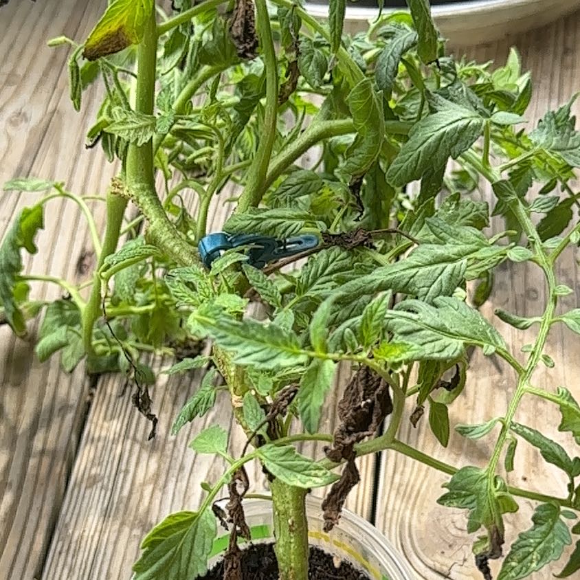 Photo of the plant species San Marzano Redorta Tomato by @HipTinybluet12 named Rosa on Greg, the plant care app
