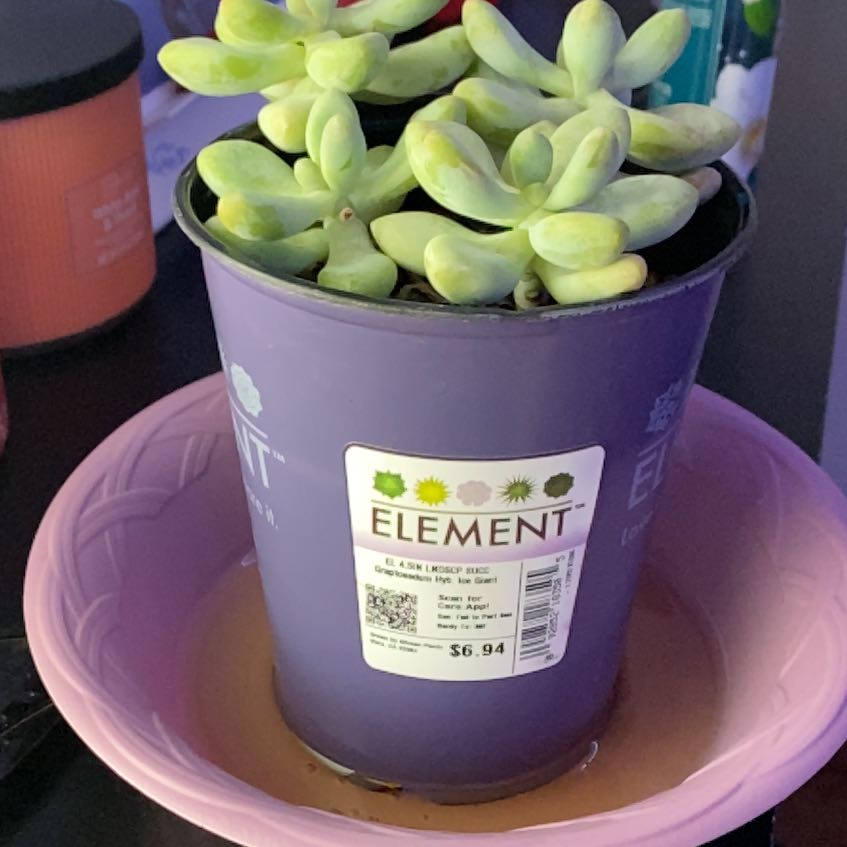 Photo of the plant species Blue Giant by @SereneWoreya62 named Bob on Greg, the plant care app