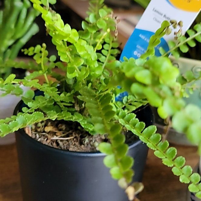 Photo of the plant species lemon butter fern by @DearZinnia81 named Harper on Greg, the plant care app