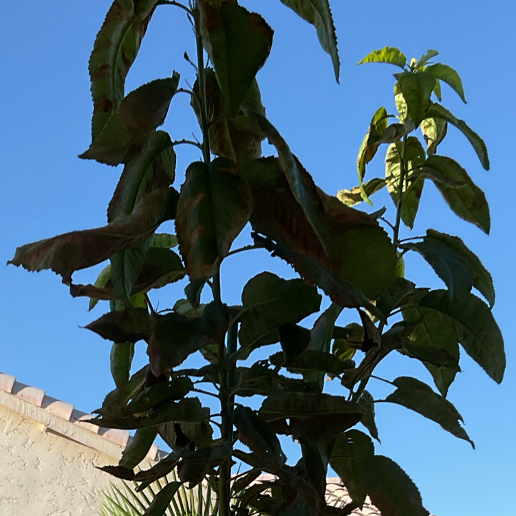 Photo of the plant species Lapins Cherry by @VipCaperbush12 named 小淘气 on Greg, the plant care app