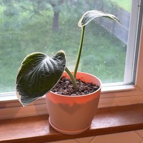 Photo of the plant species Francee Hosta by @KingsizedYuzu42 named Hosta on Greg, the plant care app