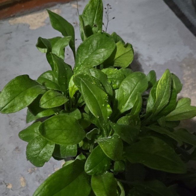 Photo of the plant species Broadleaf Forget-Me-Not by @MeekRockfig69 named Kylie on Greg, the plant care app