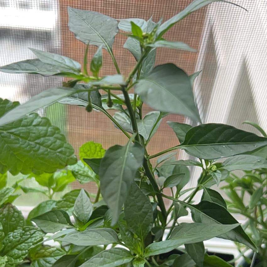 Photo of the plant species Thai Hot Pepper by @SaviorAcajou34 named Vanessa on Greg, the plant care app