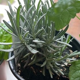 Photo of the plant species Lavender 'Grosso' by @SaviorAcajou34 named Sherry on Greg, the plant care app
