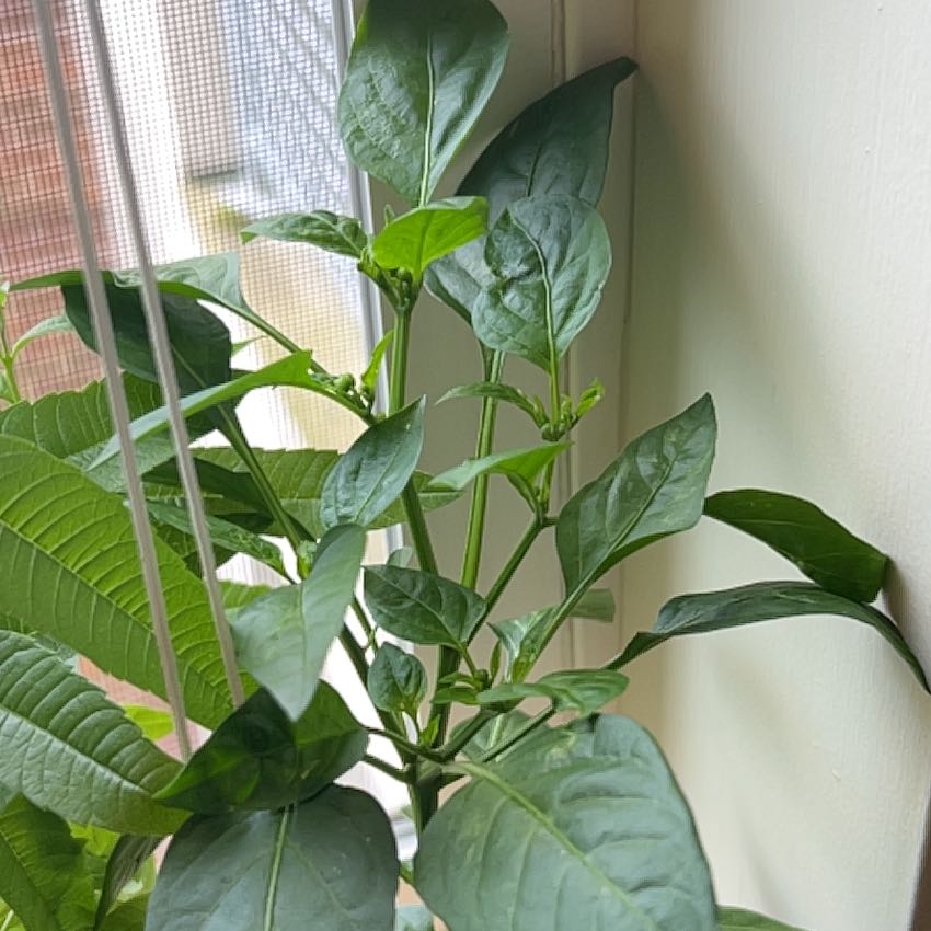 Photo of the plant species Sweet Heat Pepper by @SaviorAcajou34 named Eric on Greg, the plant care app