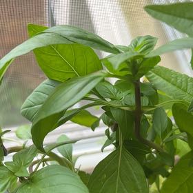 Photo of the plant species Siam Basil by @SaviorAcajou34 named Willow on Greg, the plant care app