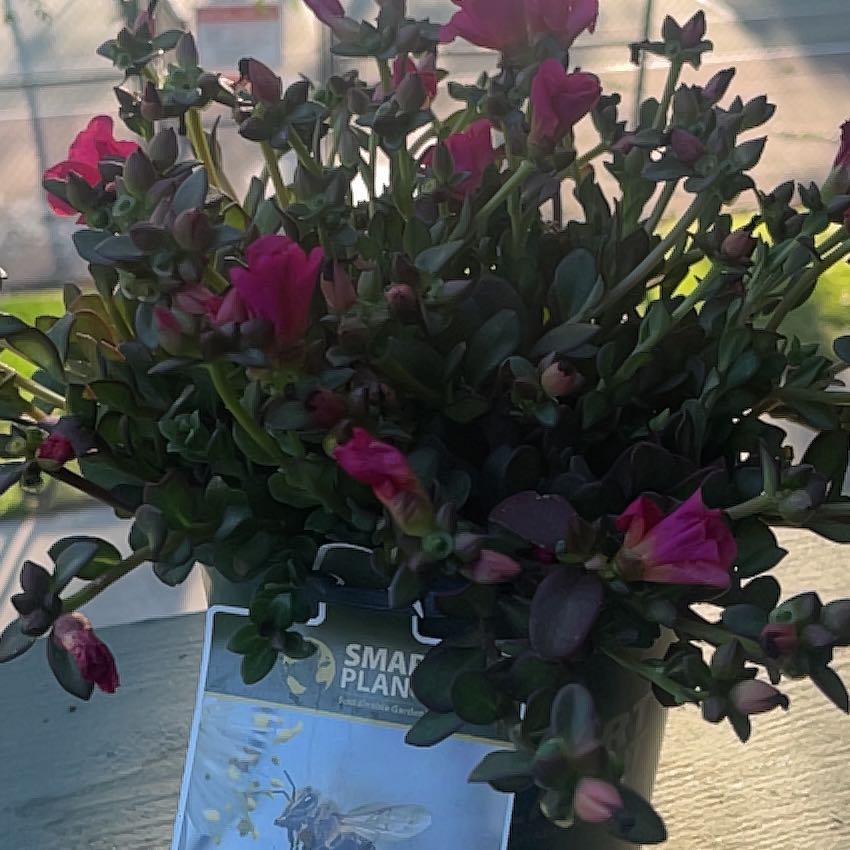 Photo of the plant species Porlulance Oleracea by @HipSunburst66 named Willow on Greg, the plant care app