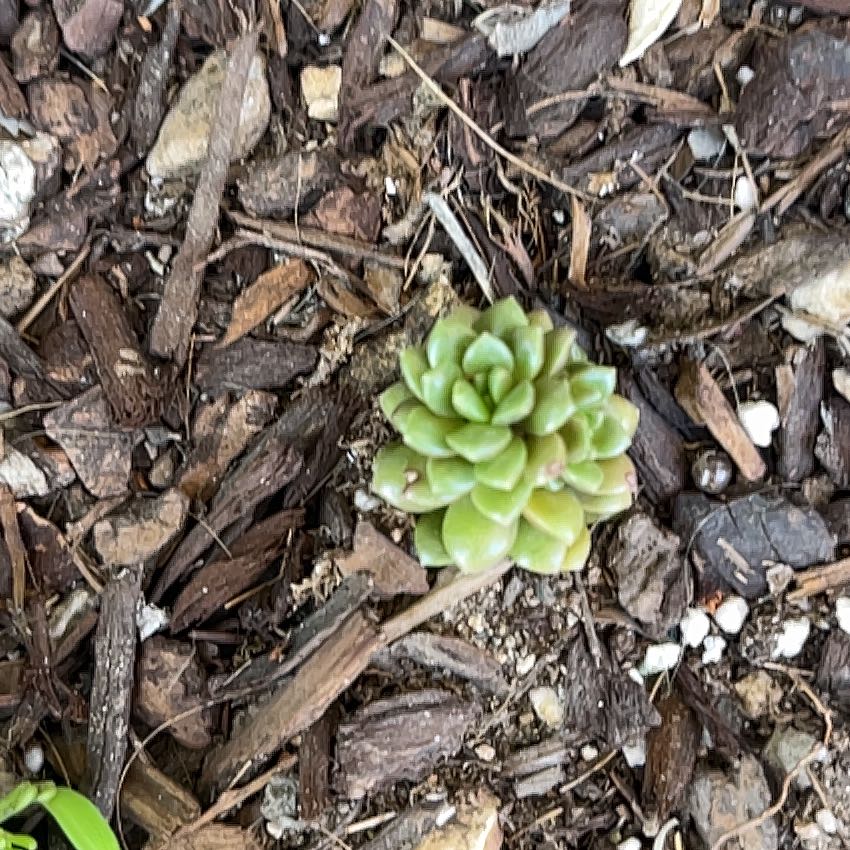 Photo of the plant species Mini Dunce Cap by @ValidBluebill10 named LiloStitch on Greg, the plant care app