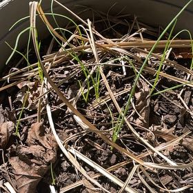 Photo of the plant species Nodding Onion by @ComicBucaneve67 named Doja Cat on Greg, the plant care app