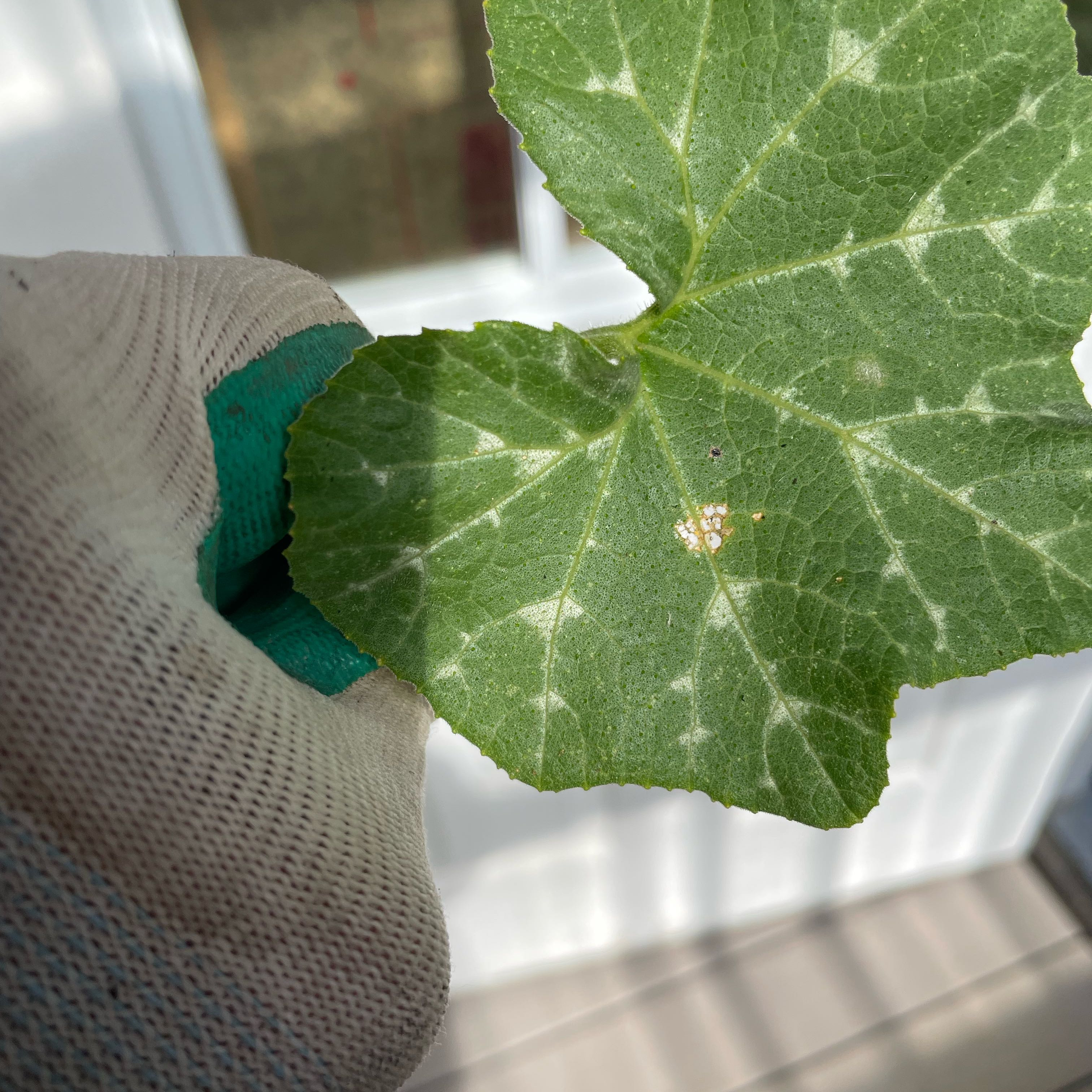 Photo of the plant species Butternut Squash by @ComicBucaneve67 named McKinley on Greg, the plant care app