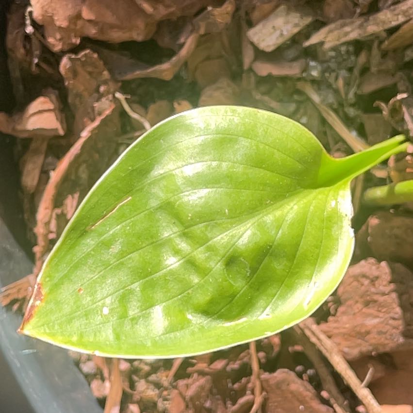 Photo of the plant species Hosta by @ComicBucaneve67 named Achilles on Greg, the plant care app