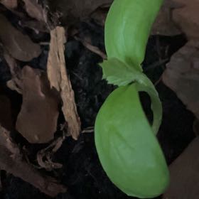 Photo of the plant species Calendula 'Canteloupe' by @ComicBucaneve67 named Fernie Mac on Greg, the plant care app