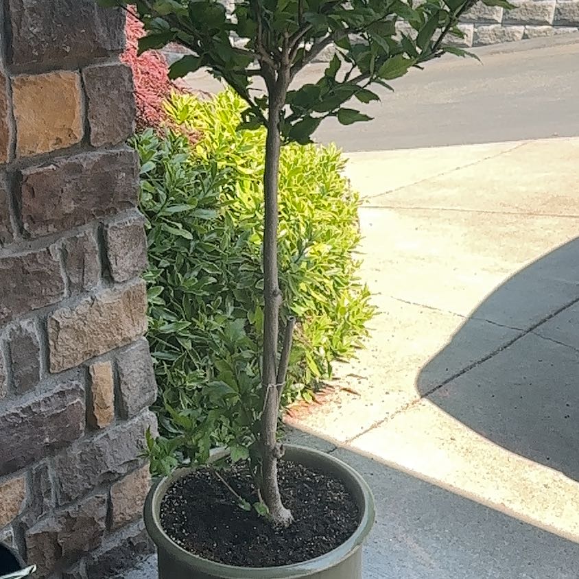 Photo of the plant species Hibiscus by @FastTricolor7 named Maui on Greg, the plant care app