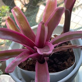 Photo of the plant species Neoregelia 'Raphael' by @Francescaaaaa named Pinkerton on Greg, the plant care app