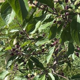 Photo of the plant species Double Flowering Crabapple by @TryBacchus55 named Leaf Erickson on Greg, the plant care app