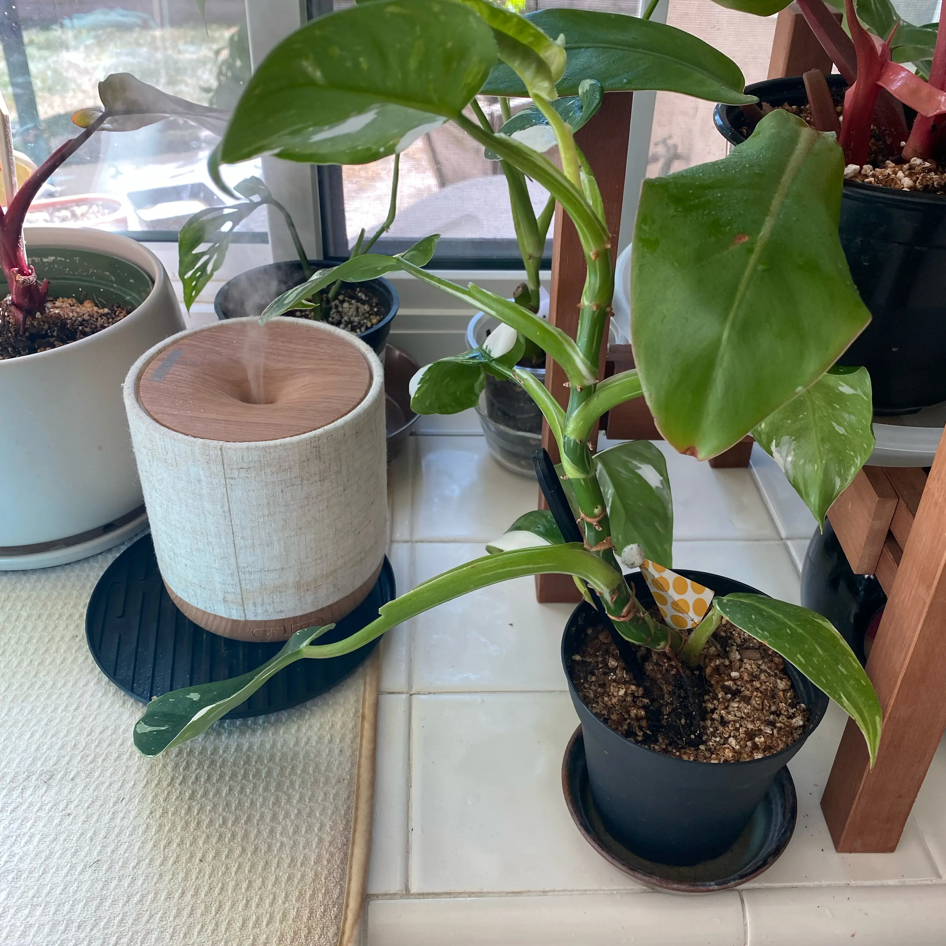 Photo of the plant species White Wizard by @AccreditedLime named Wizard on Greg, the plant care app
