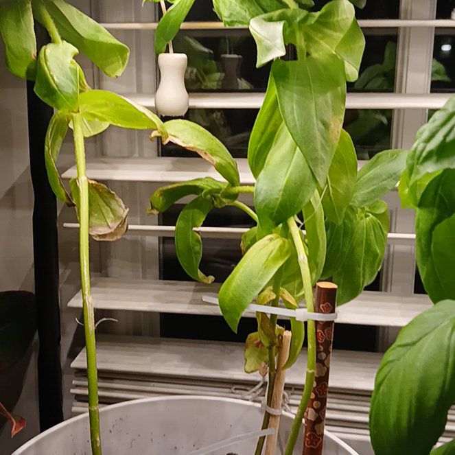 Photo of the plant species Zinnia 'Candy Cane' by @BonusBlackgem14 named Sahara on Greg, the plant care app