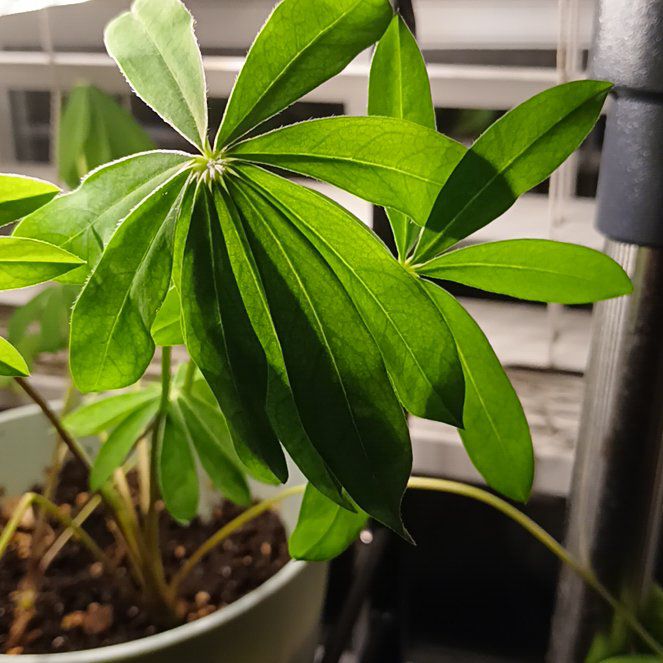 Photo of the plant species Lupine by @BonusBlackgem14 named Aria on Greg, the plant care app