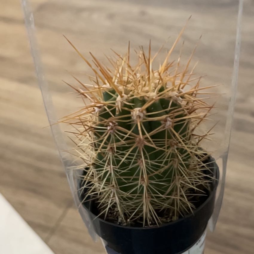 Photo of the plant species Trichocereus tarijensis 'Poco' by @GlossyMostii19 named Spike on Greg, the plant care app